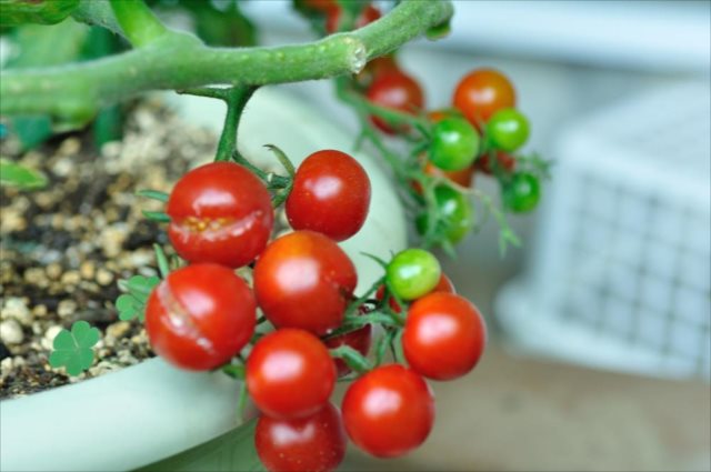 ミニトマトの育て方🍅 | わたしの野菜育て方図鑑